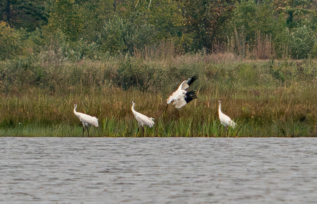 Kurrilo zuria - ML645943607