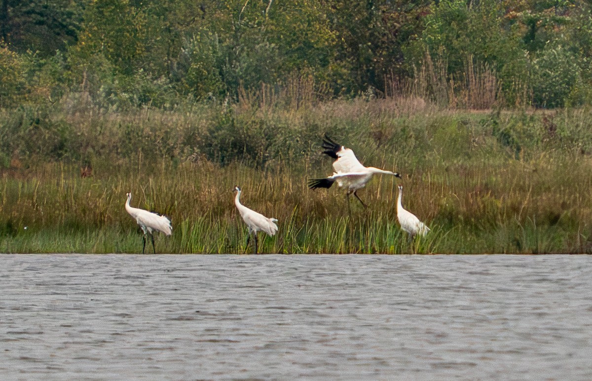 Kurrilo zuria - ML645943608