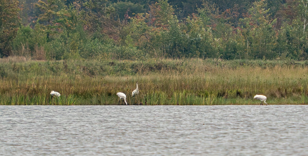 Kurrilo zuria - ML645943609