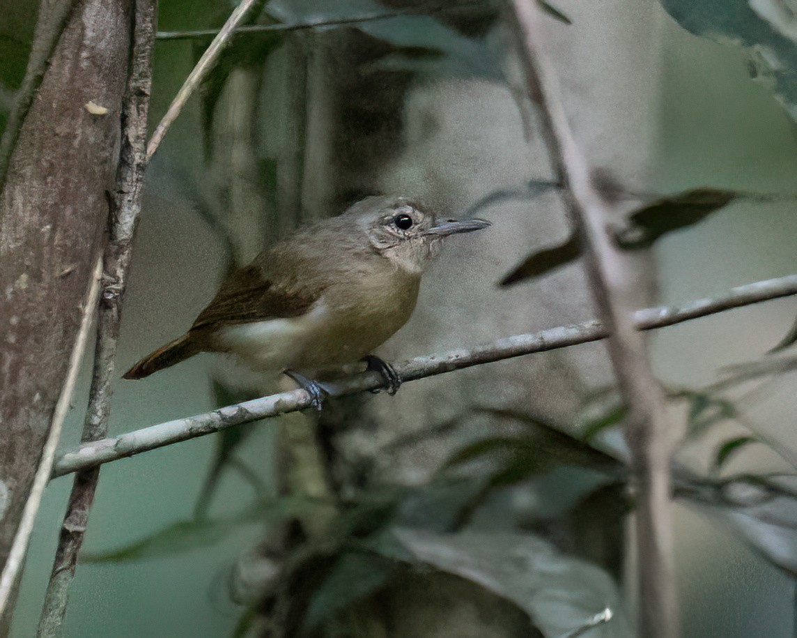 White-flanked Antwren - ML645943614