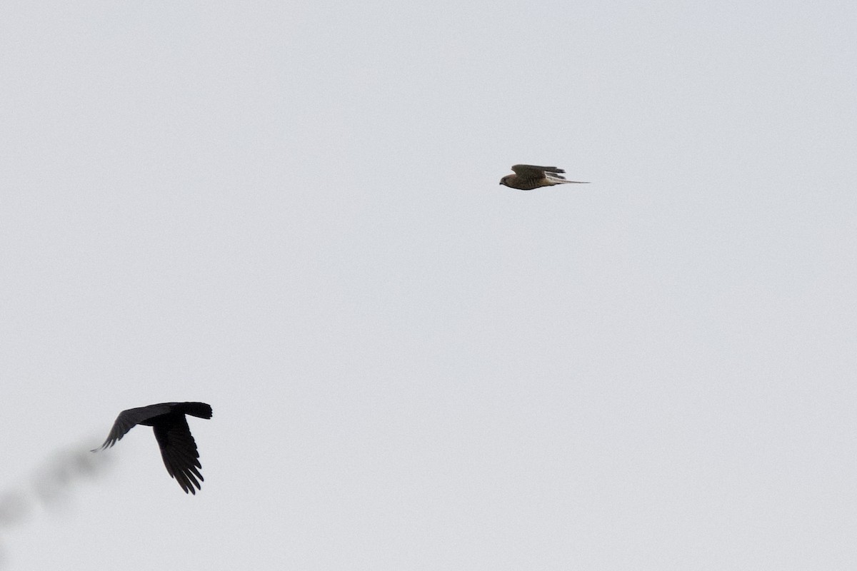 poštolka obecná - ML645943626