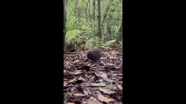 Spot-winged Wood-Quail - ML645943627