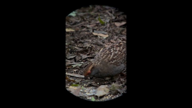 Spot-winged Wood-Quail - ML645943628
