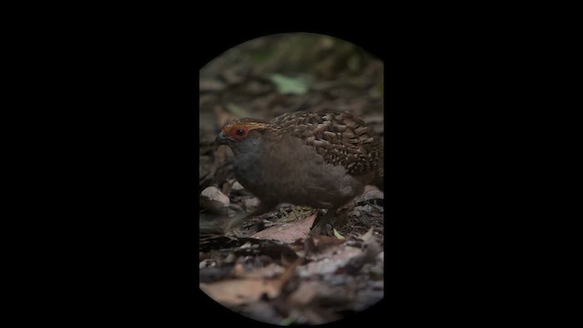 Spot-winged Wood-Quail - ML645943629