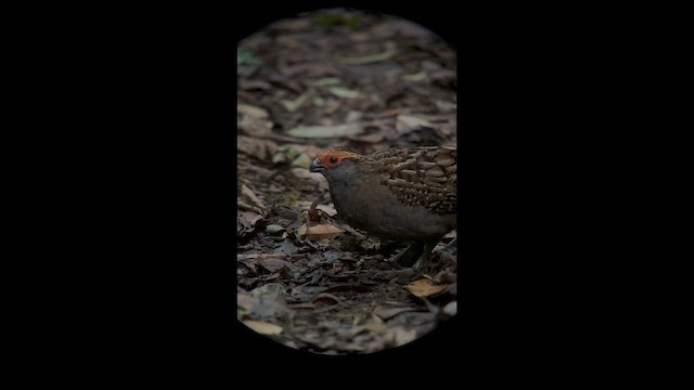 Spot-winged Wood-Quail - ML645943634