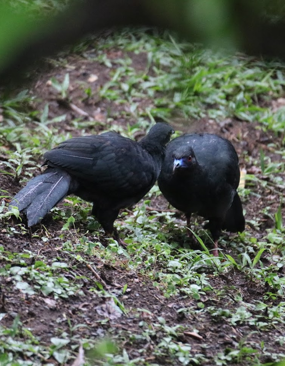 Black Guan - ML645943635