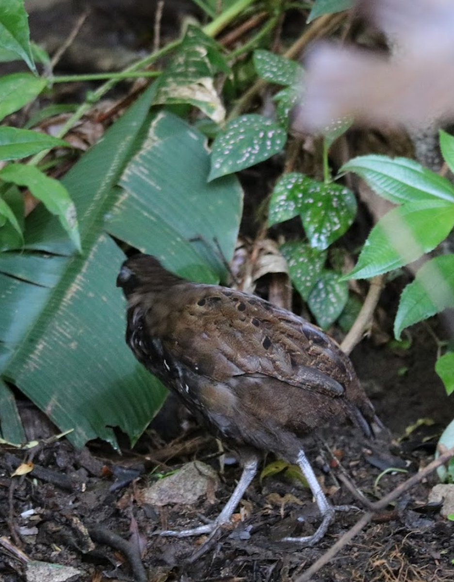Белогорлый зубцеклювый перепел - ML645943639