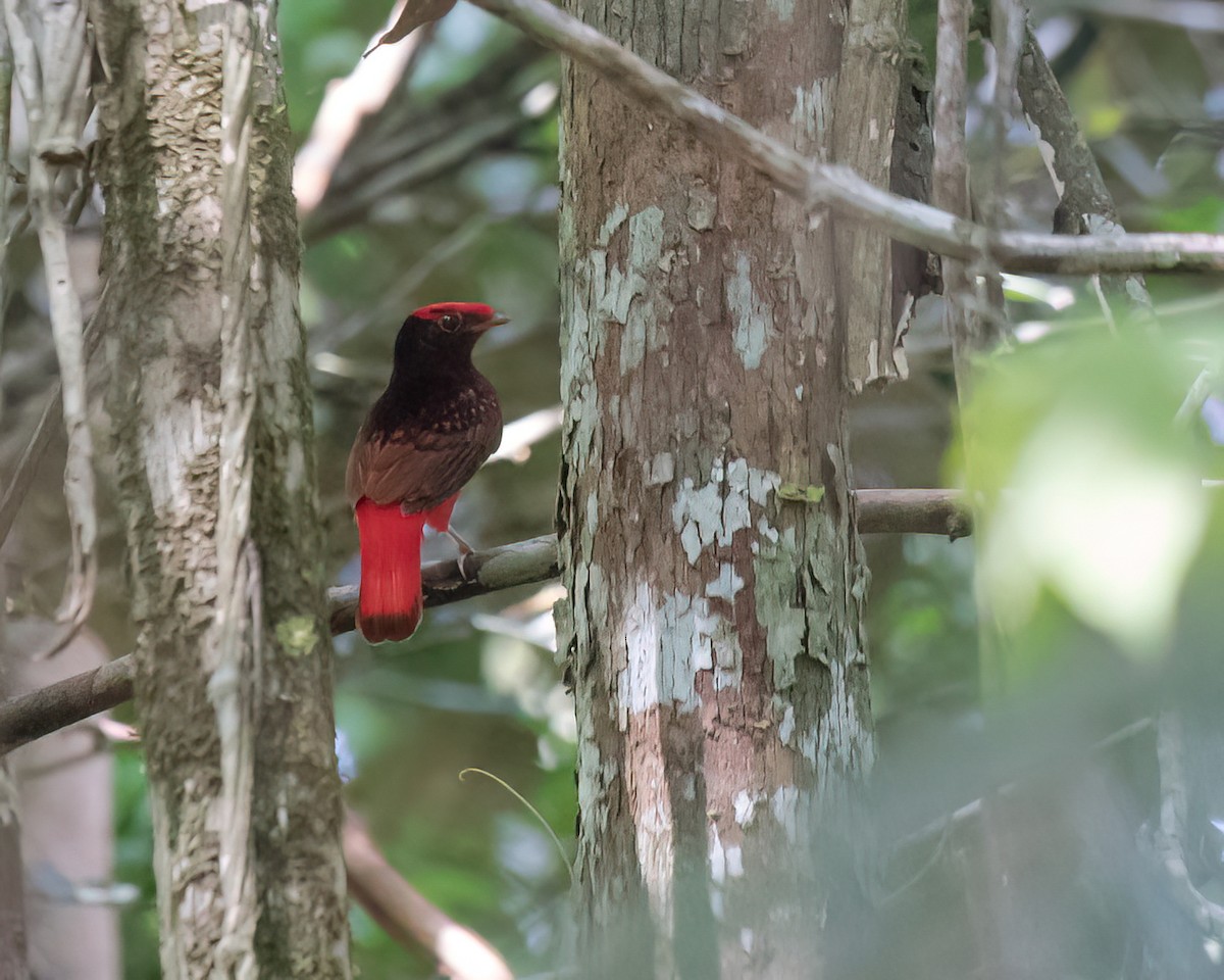 Guianan Red-Cotinga - ML645943651