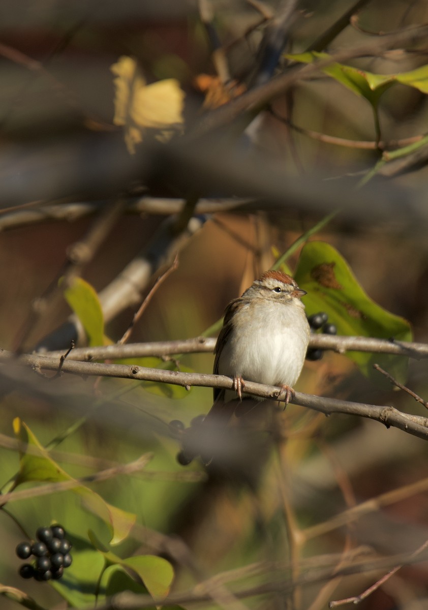 Chipping Sparrow - ML645943652