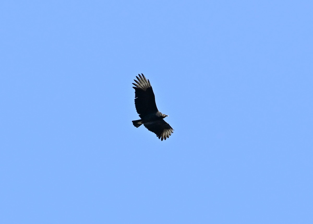 Black Vulture - ML645943656