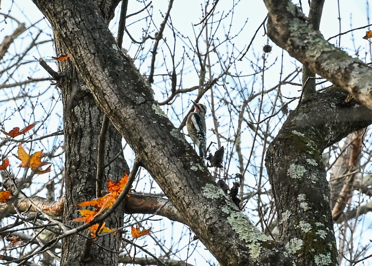 Yellow-bellied Sapsucker - ML645943659
