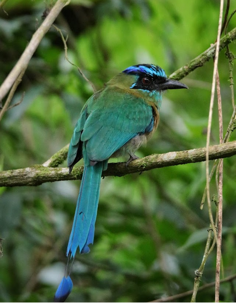 Lesson Motmotu - ML645943660