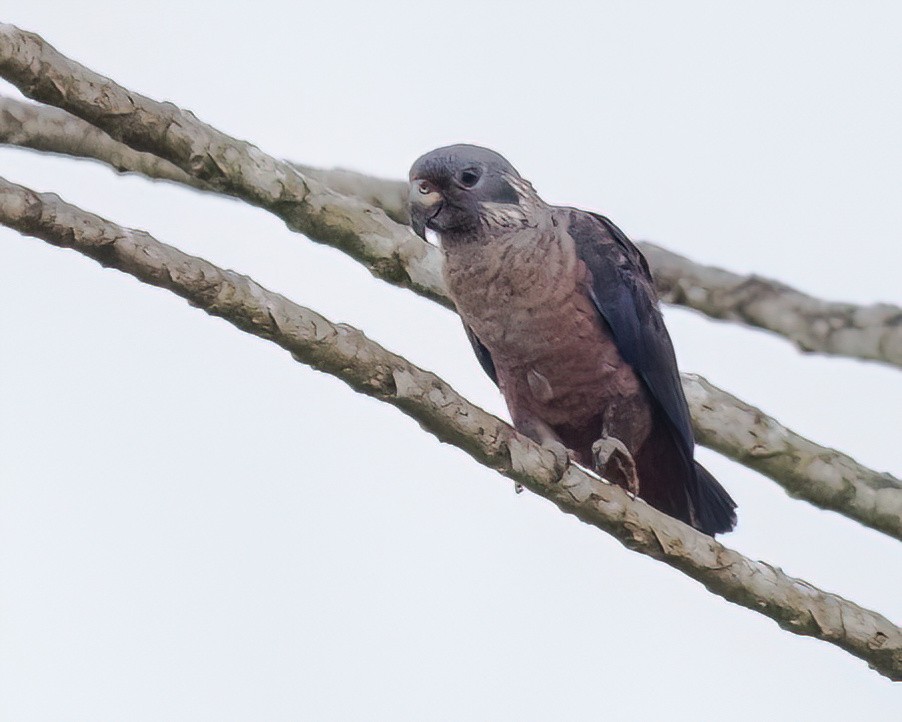 Dusky Parrot - ML645943661