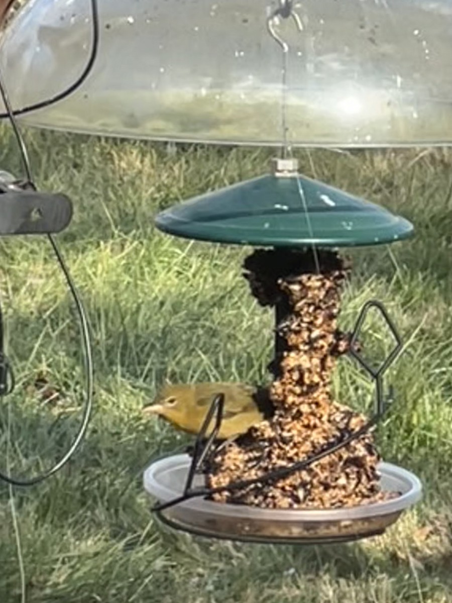 Summer Tanager - ML645943662