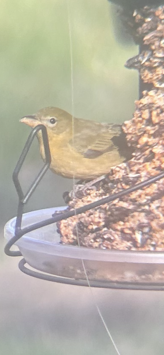 Summer Tanager - ML645943663