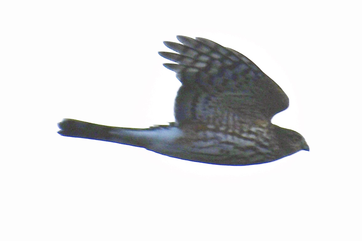 Sharp-shinned Hawk (Northern) - ML645943664