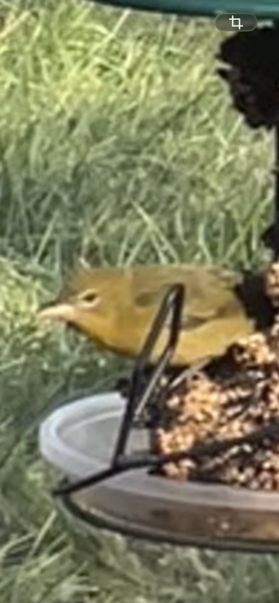 Summer Tanager - ML645943666