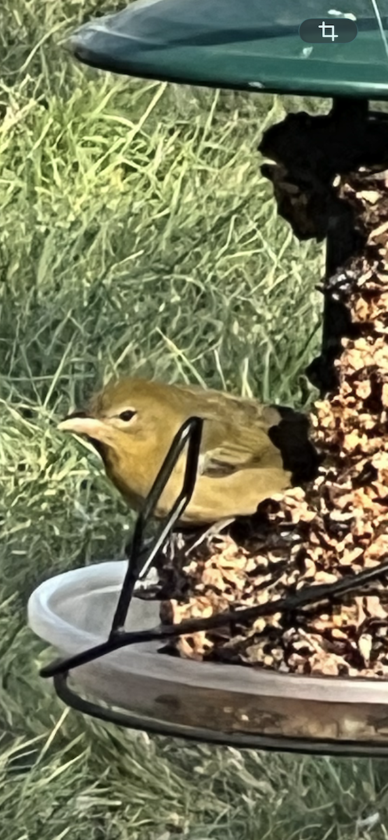 Summer Tanager - ML645943667