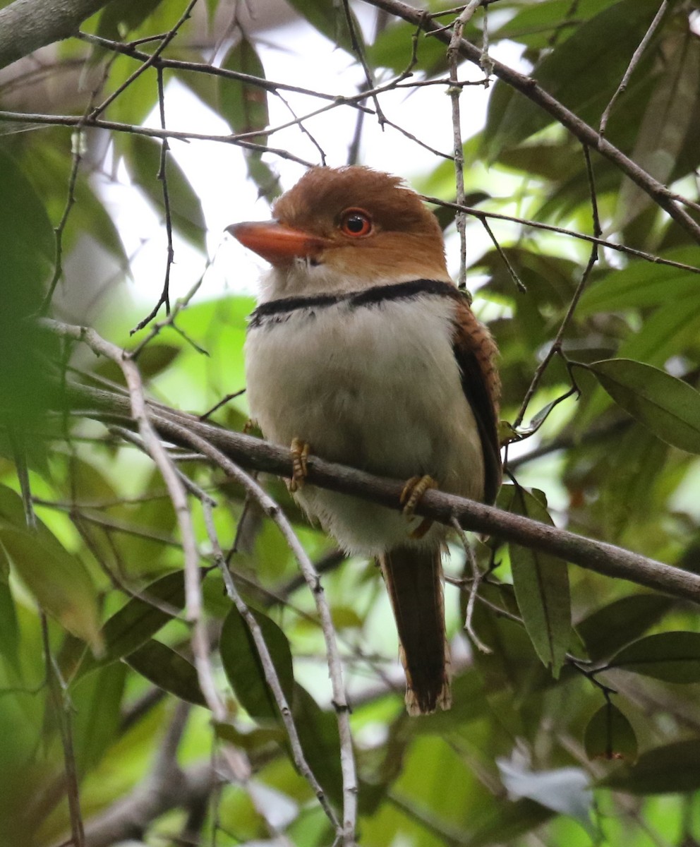 Collared Puffbird - ML645943668