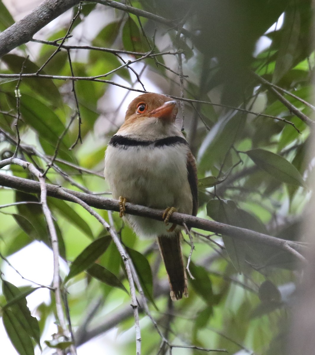 Collared Puffbird - ML645943673