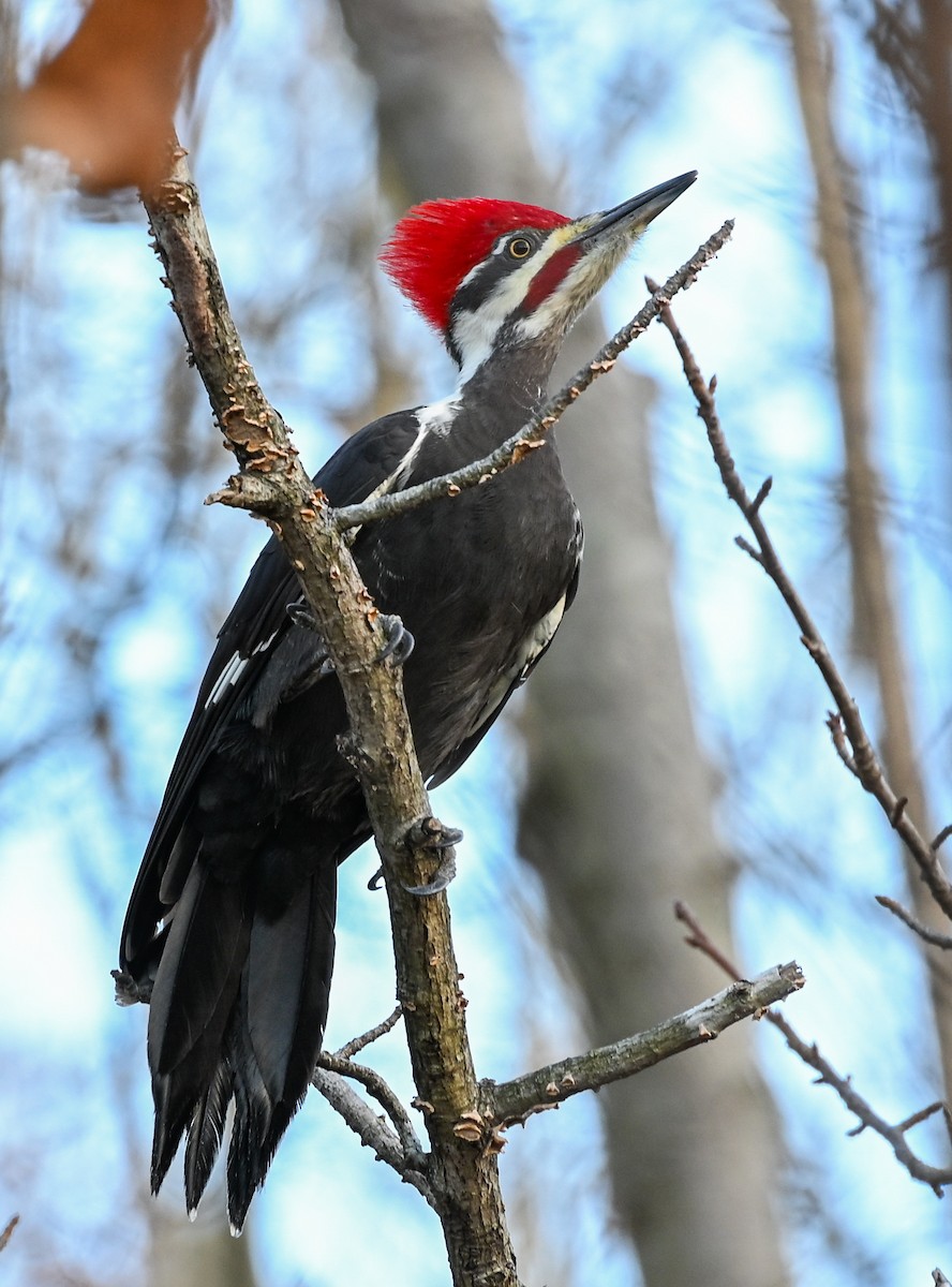 Pileated Woodpecker - ML645943676