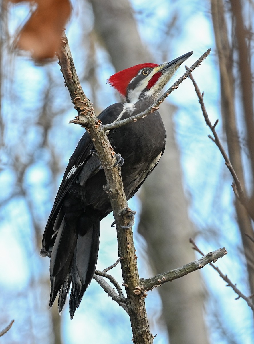 Pileated Woodpecker - ML645943677