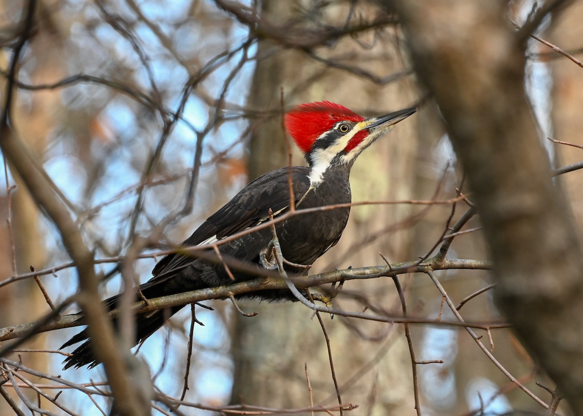 Pileated Woodpecker - ML645943678