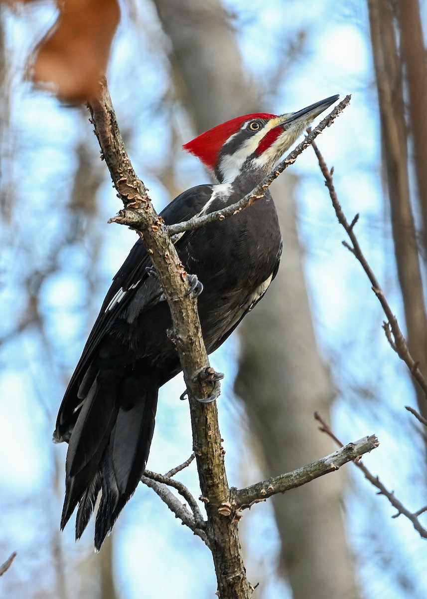 Pileated Woodpecker - ML645943679