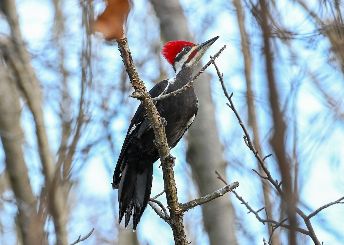 Pileated Woodpecker - ML645943680