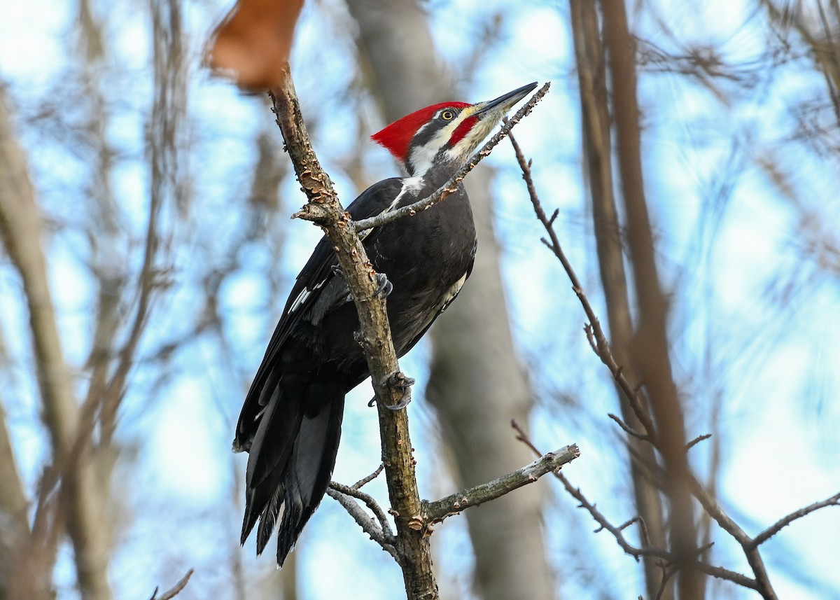 Pileated Woodpecker - ML645943681
