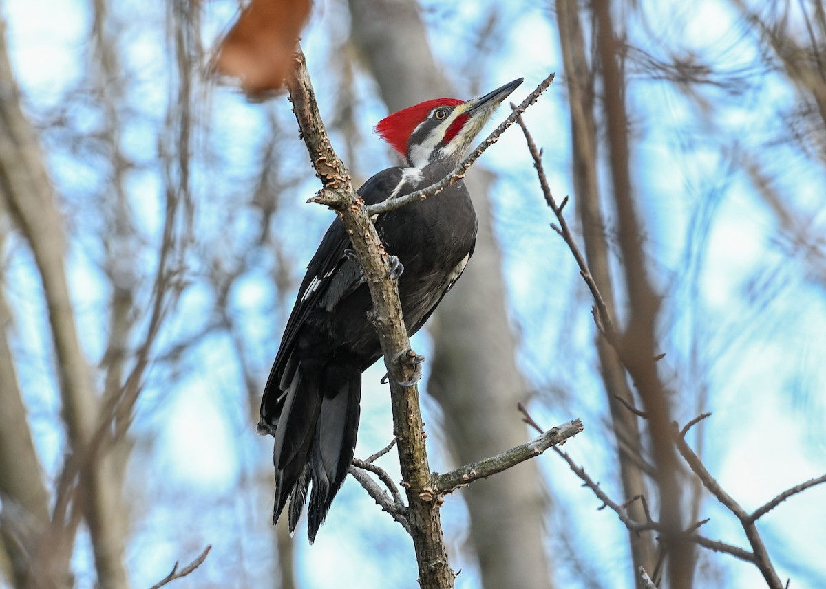 Pileated Woodpecker - ML645943682