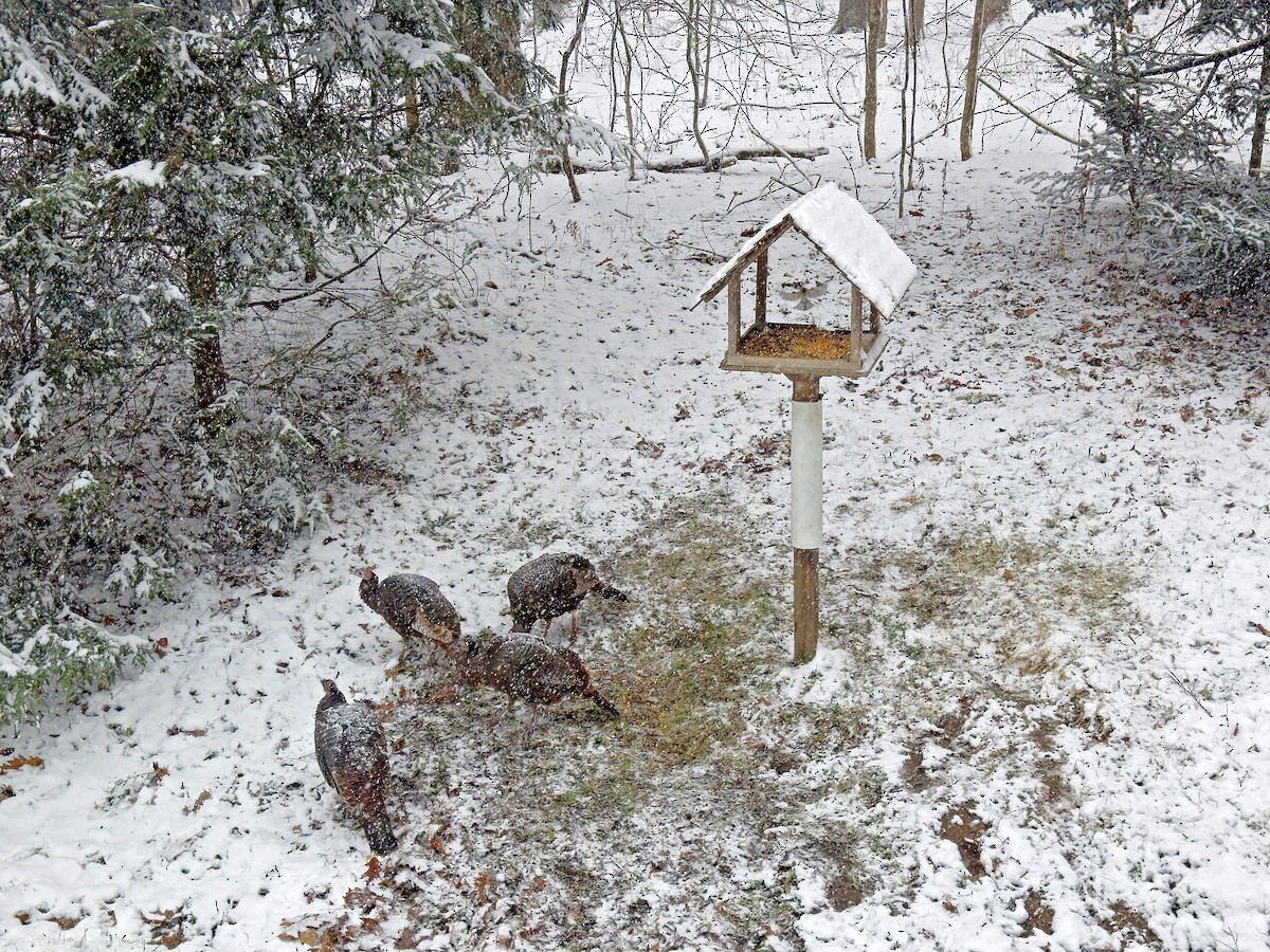 Wild Turkey - ML645943684