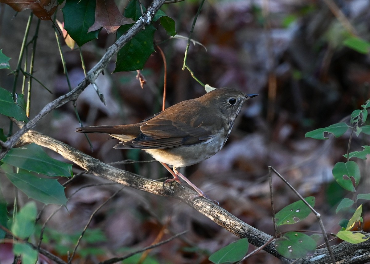 Hermit Thrush - ML645943699