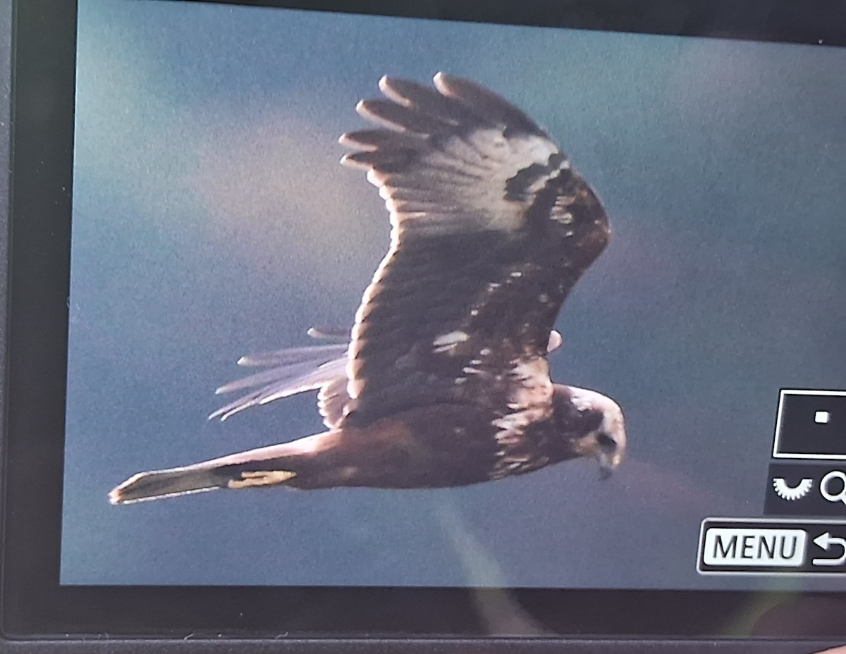 Eastern Marsh Harrier - ML645943711