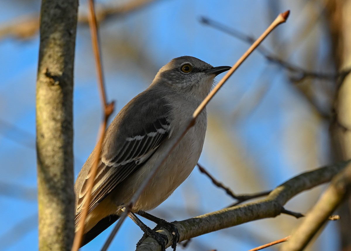 Northern Mockingbird - ML645943713