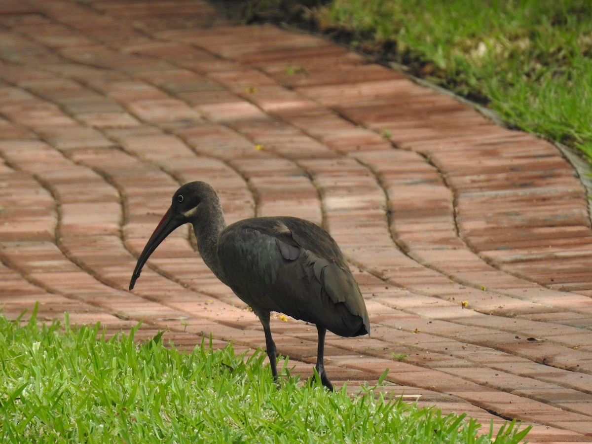 Hadada Ibis - ML645943715