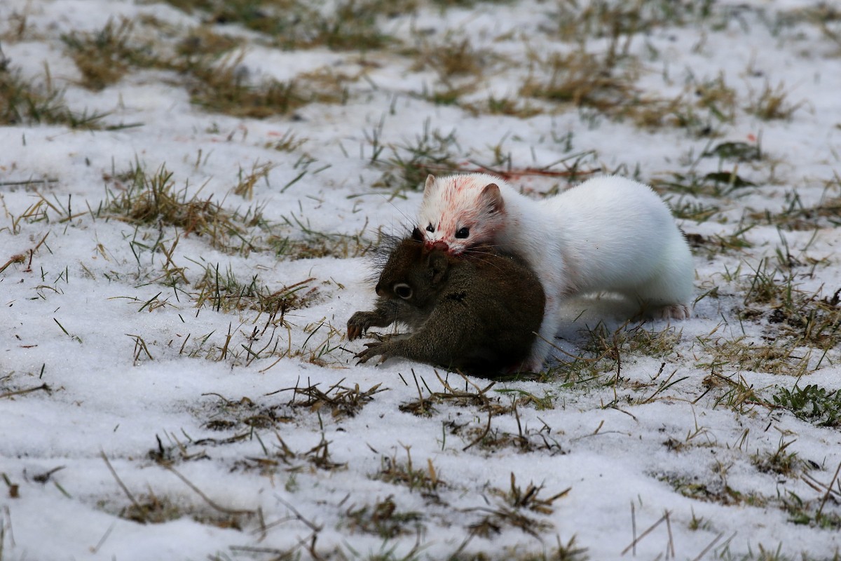 Animals - ML645943724