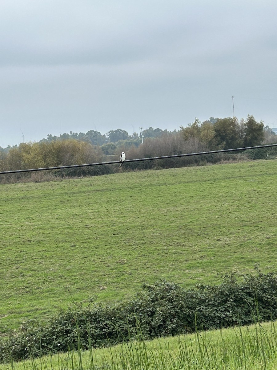 White-tailed Kite - ML645943729