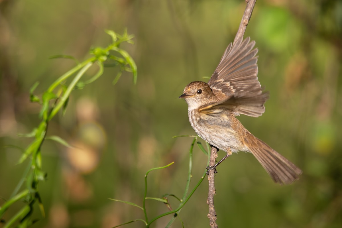 Bran-colored Flycatcher - ML645943731
