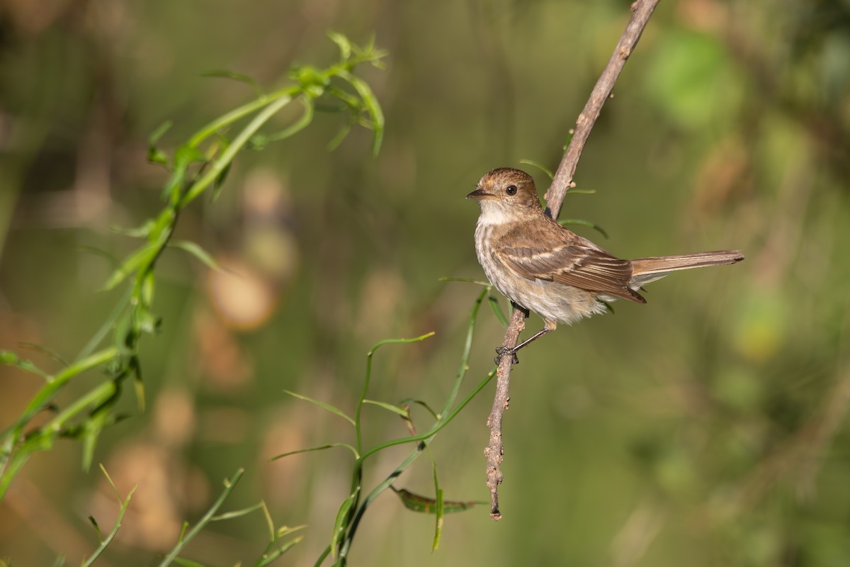 Bran-colored Flycatcher - ML645943732