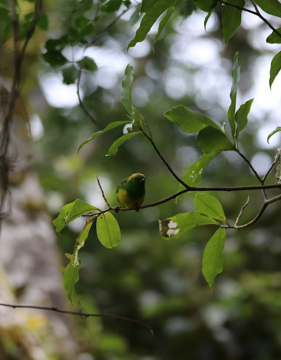 Golden-browed Chlorophonia - ML645943736