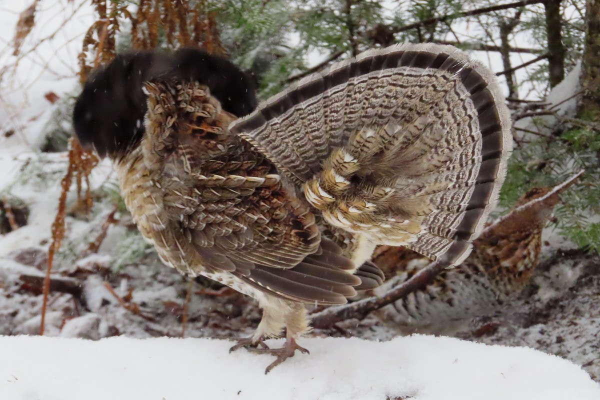 jeřábek kanadský - ML645943742