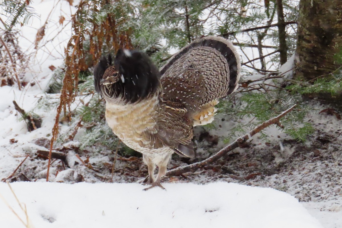 jeřábek kanadský - ML645943745