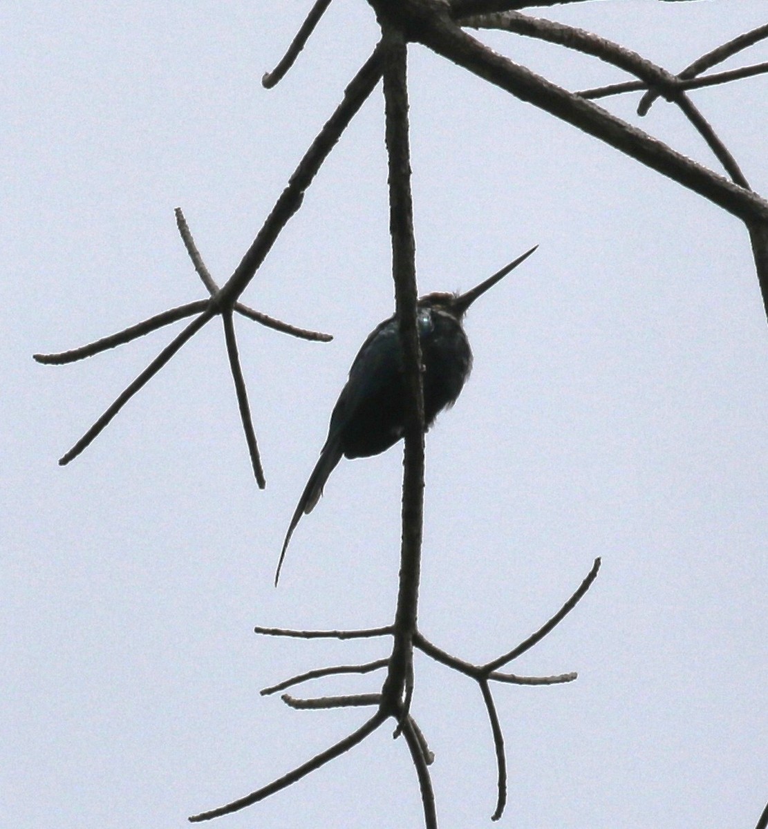 Paradise Jacamar - ML645943752