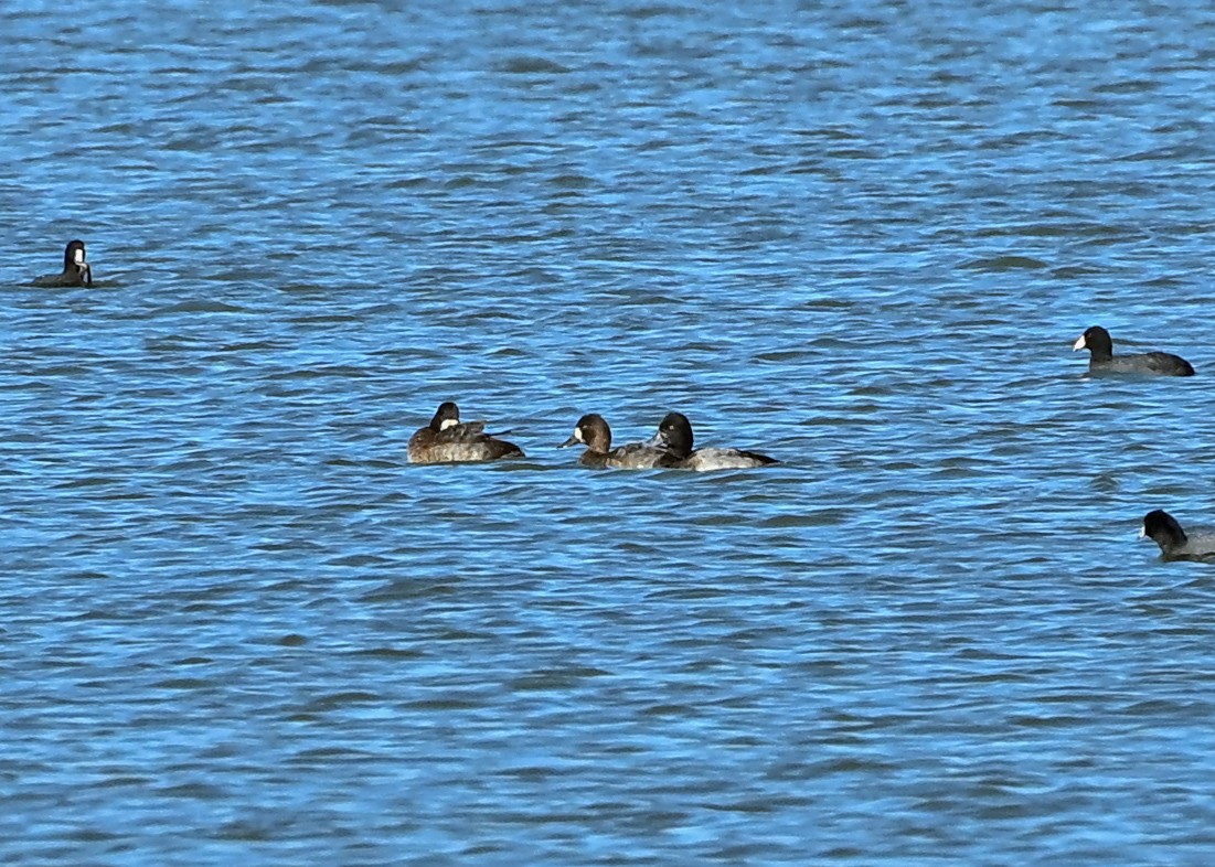 小斑背潛鴨 - ML645943757