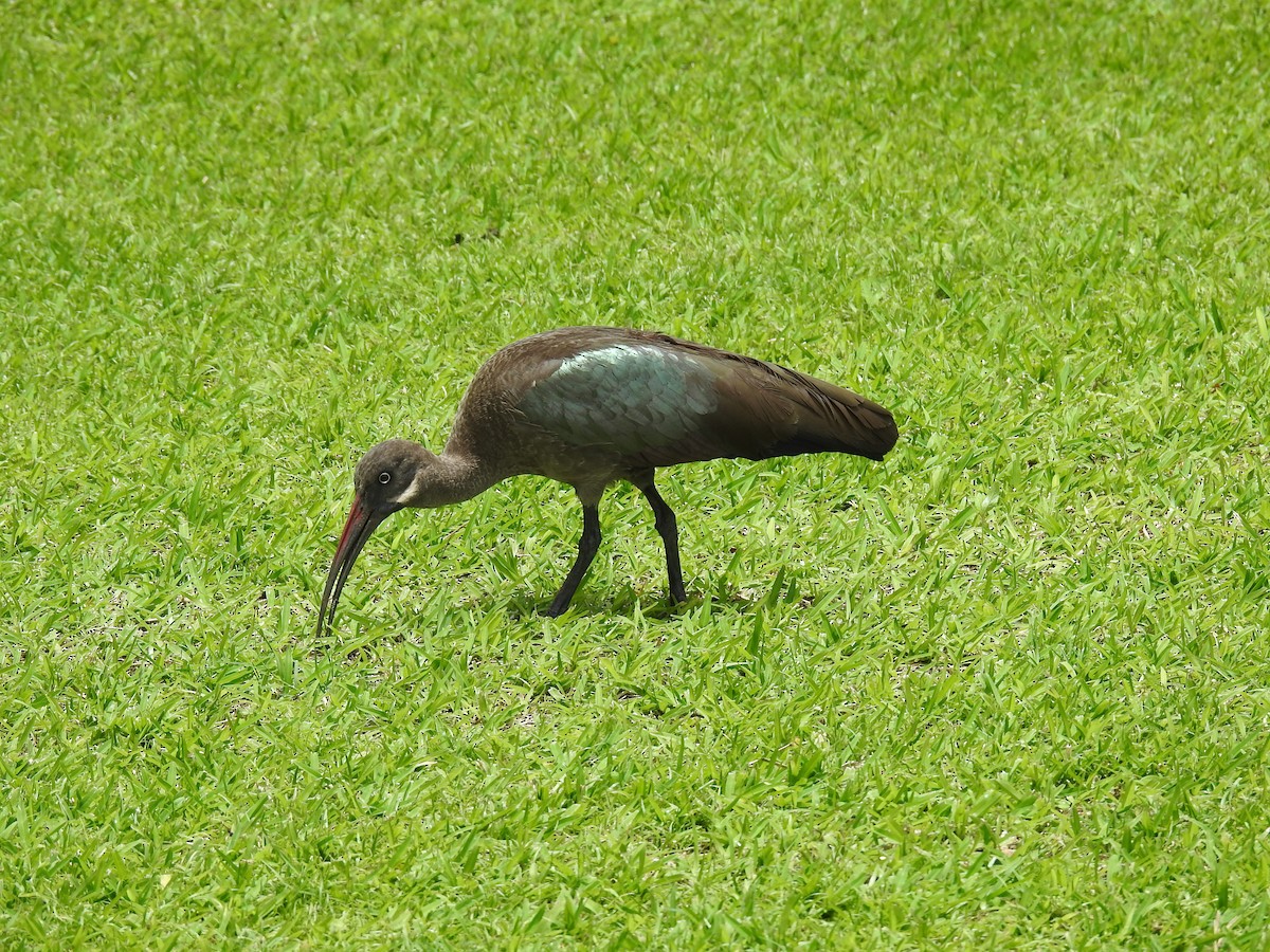 Hadada Ibis - ML645943762