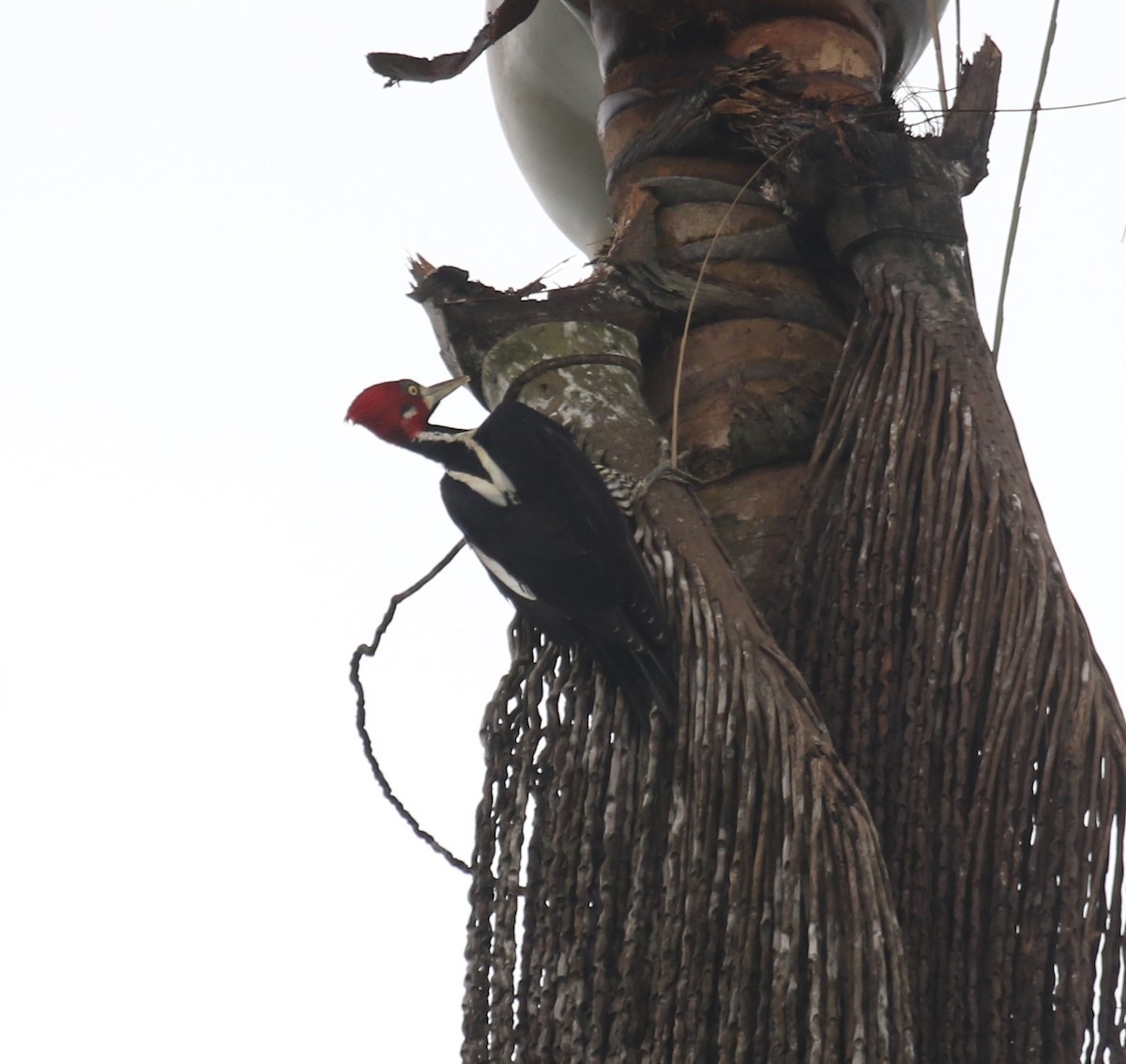 Crimson-crested Woodpecker - ML645943763