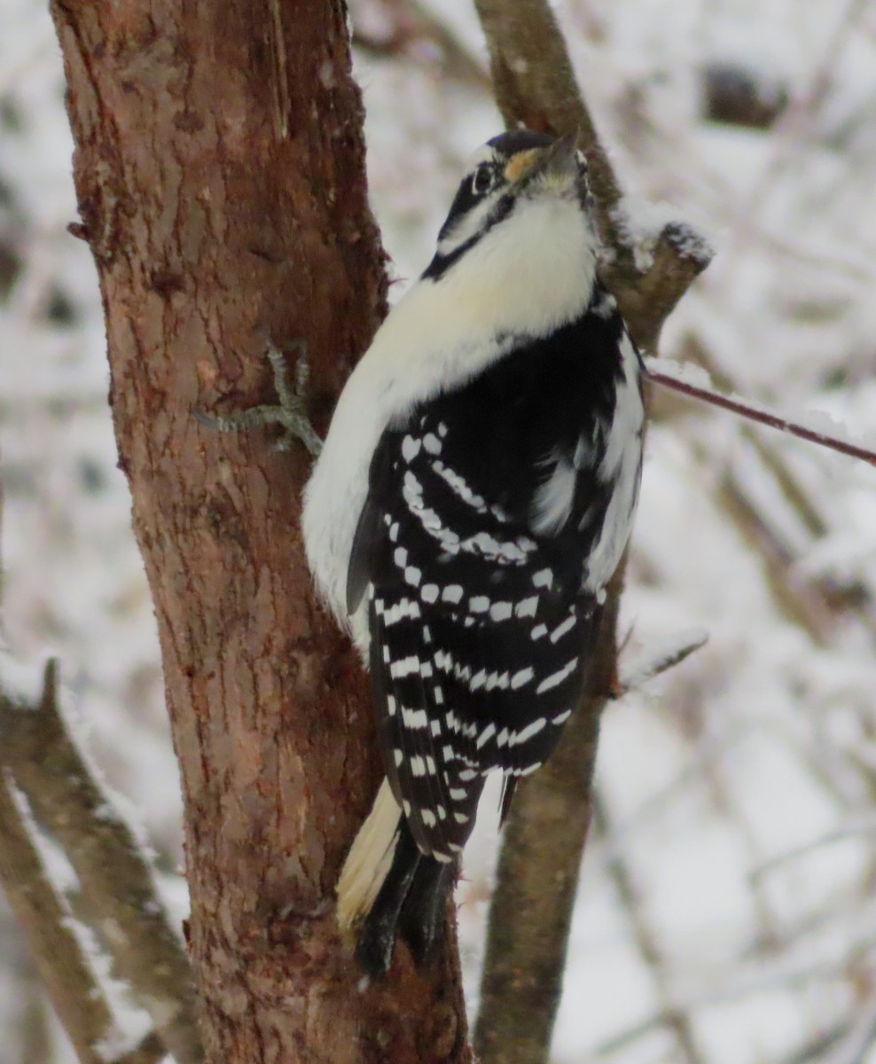 Hairy Woodpecker - ML645943765