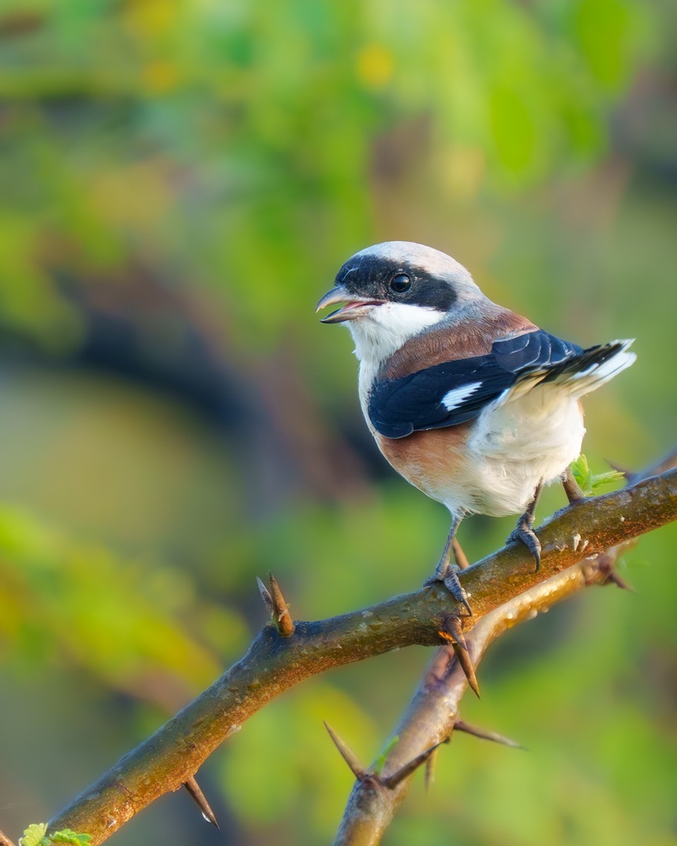 Pie-grièche à bandeau - ML645943774