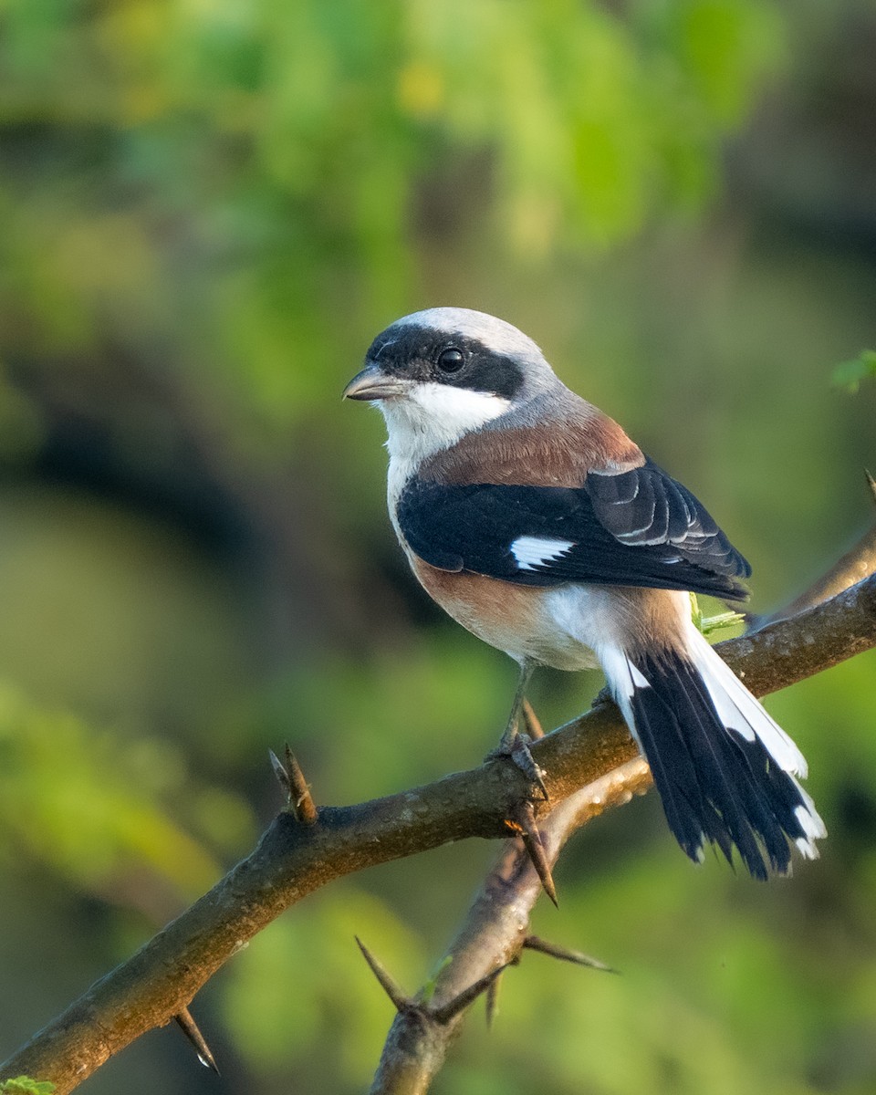 Pie-grièche à bandeau - ML645943775